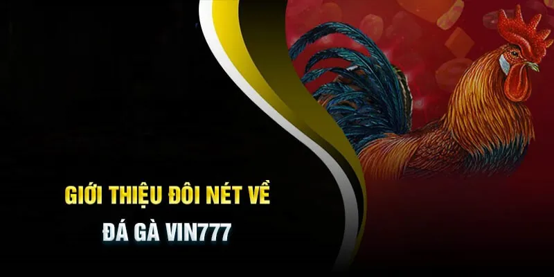 Đá Gà Vin777 - sân chơi đẳng cấp