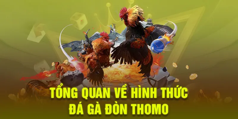 Tìm hiểu về đá gà đòn Thomo